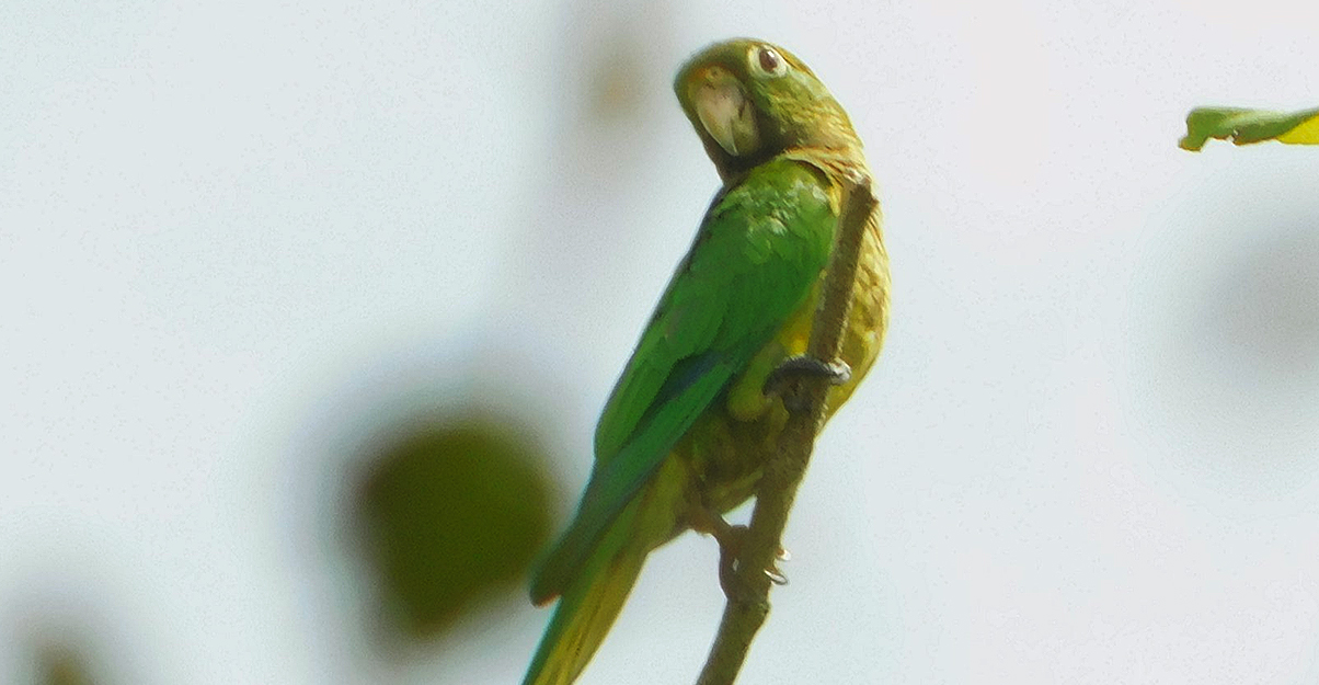Pericos Pecho Sucio (Eupsittula nana)